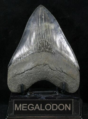 Serrated, Fossil Megalodon Tooth - Georgia #56357